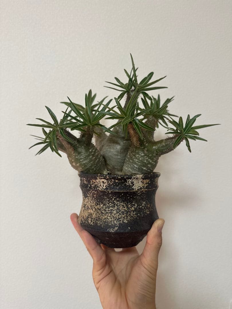 パキポディウムグラキリス　三頭株　発根済