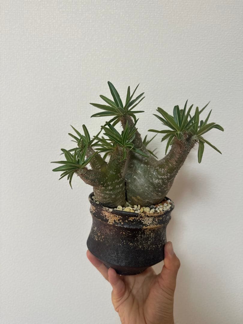 パキポディウムグラキリス　三頭株　発根済