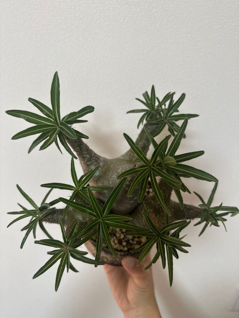 パキポディウムグラキリス　三頭株　発根済