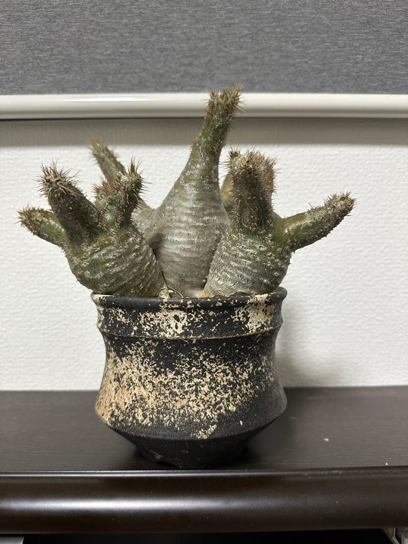 パキポディウムグラキリス　三頭株　発根済