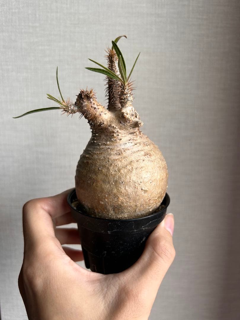 に*う様 【期間限定割引】パキポディウム・グラキリス（現地球、発根済み、まん丸）