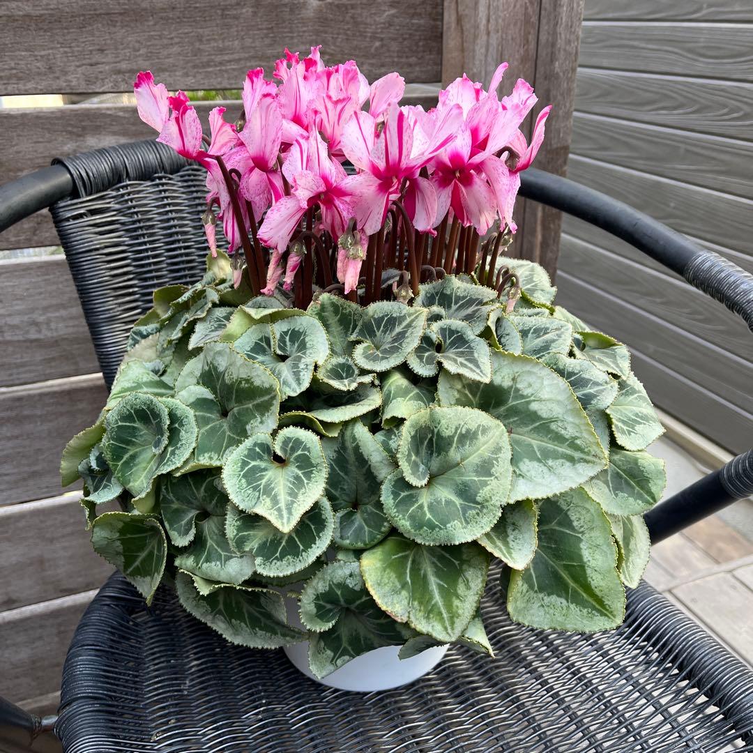 ルブの森★ 限定　特大　シクラメン　希少　ハーレーカイン　６号　蕾多数