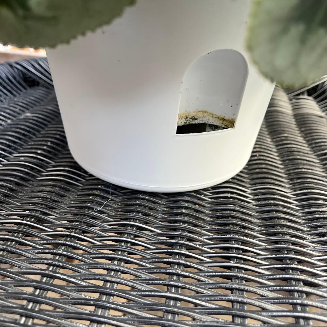 ルブの森★ 限定　特大　シクラメン　希少　ハーレーカイン　６号　蕾多数