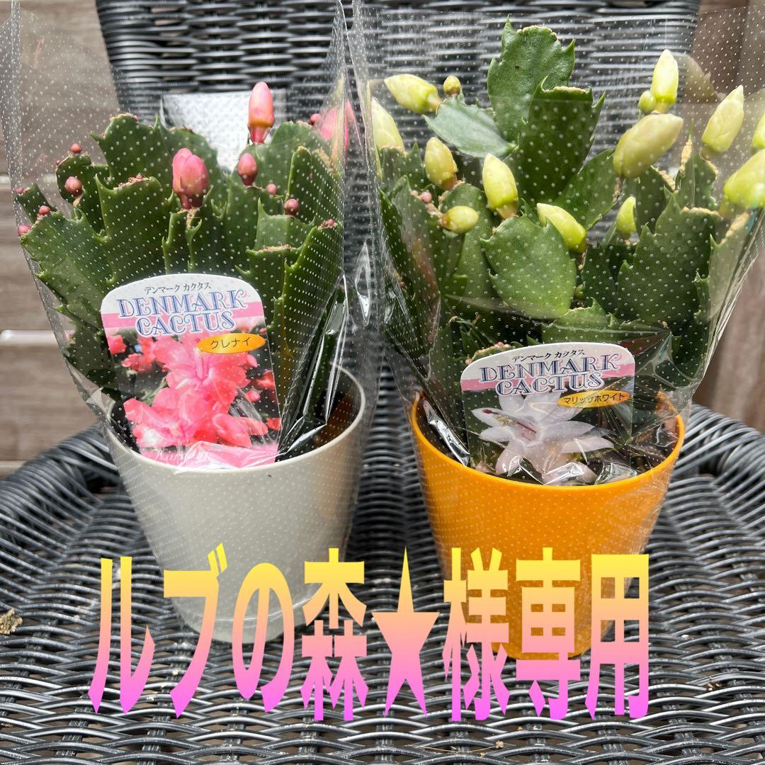 ルブの森★ 限定　特大　シクラメン　希少　ハーレーカイン　６号　蕾多数