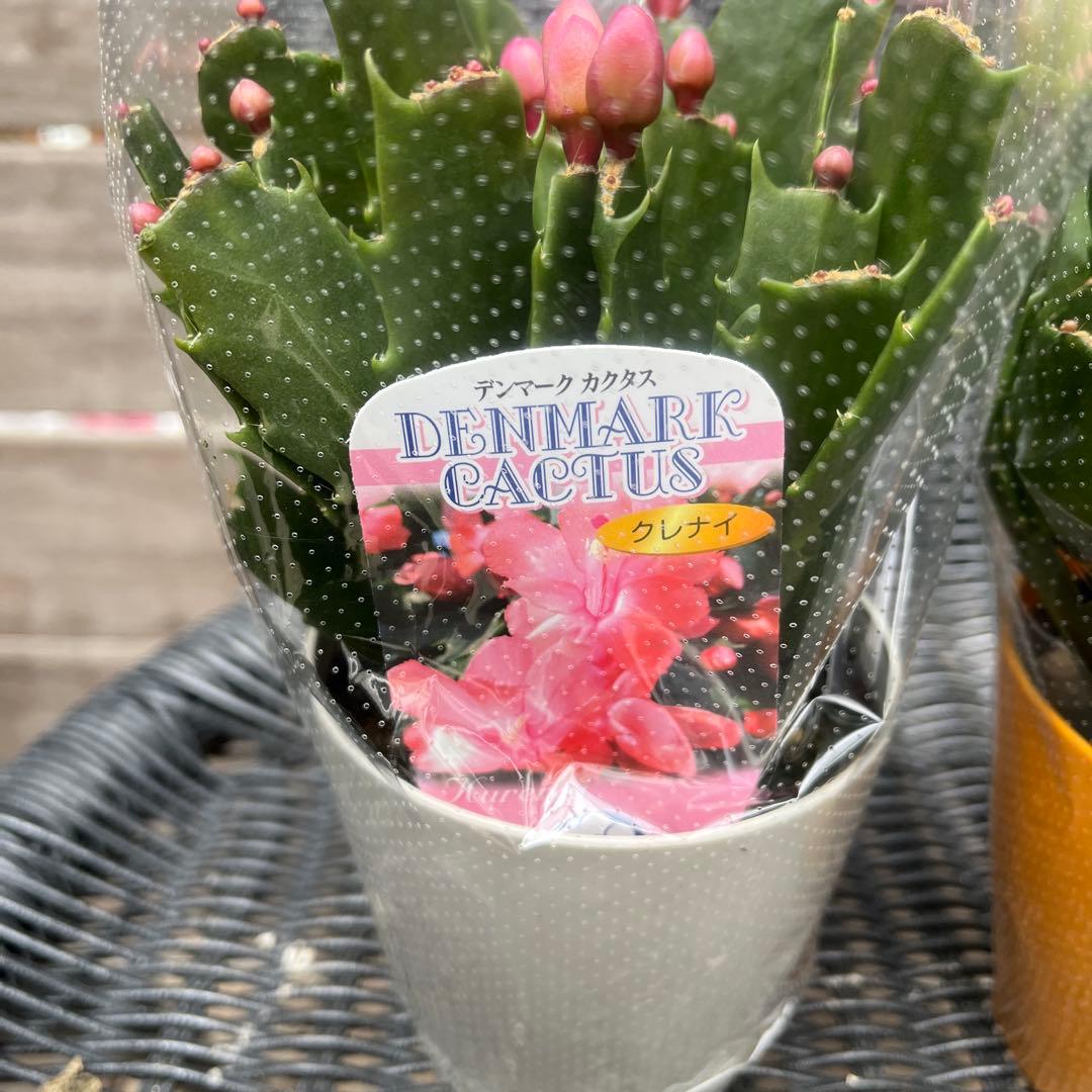 ルブの森★ 限定　特大　シクラメン　希少　ハーレーカイン　６号　蕾多数