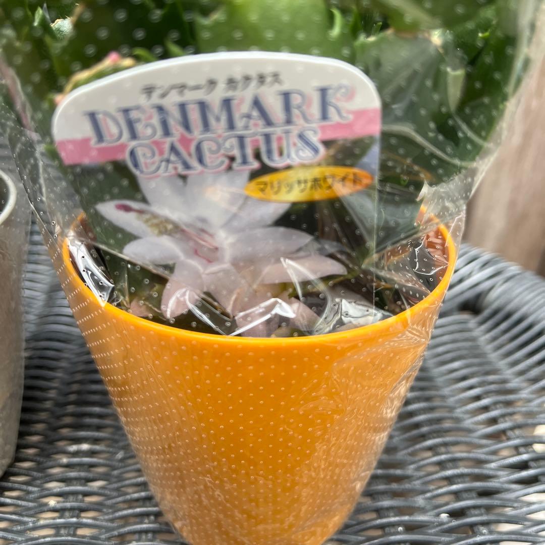 ルブの森★ 限定　特大　シクラメン　希少　ハーレーカイン　６号　蕾多数