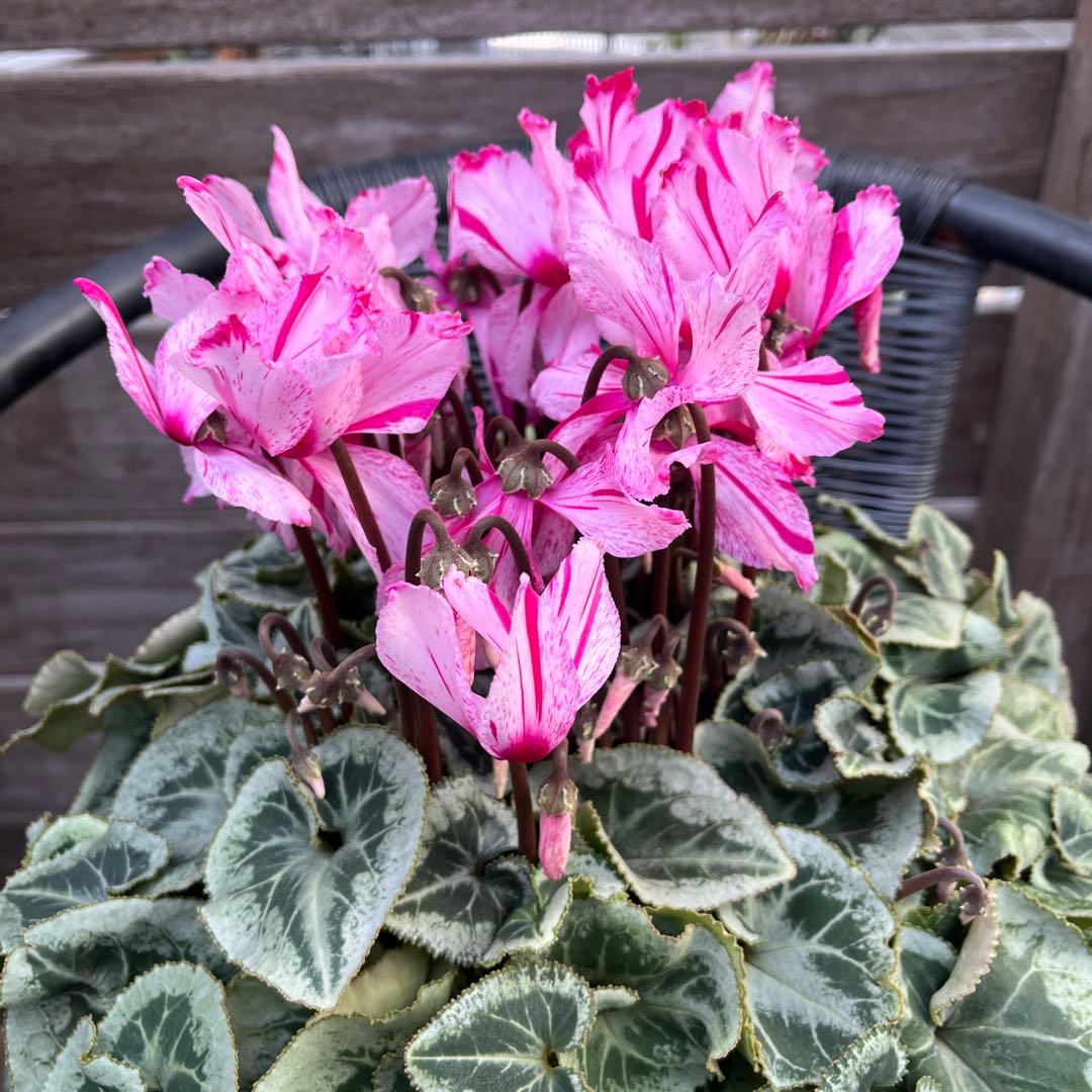 ルブの森★ 限定　特大　シクラメン　希少　ハーレーカイン　６号　蕾多数