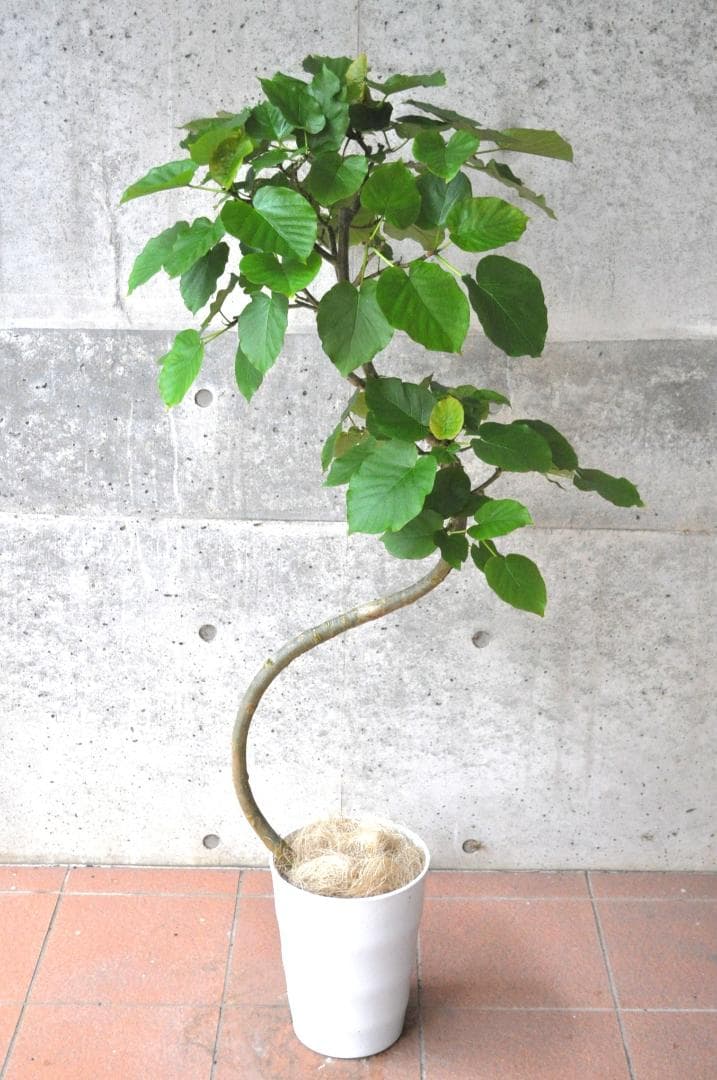 フィカス・ウンベラータ 8号 140cm S-shaped tree form