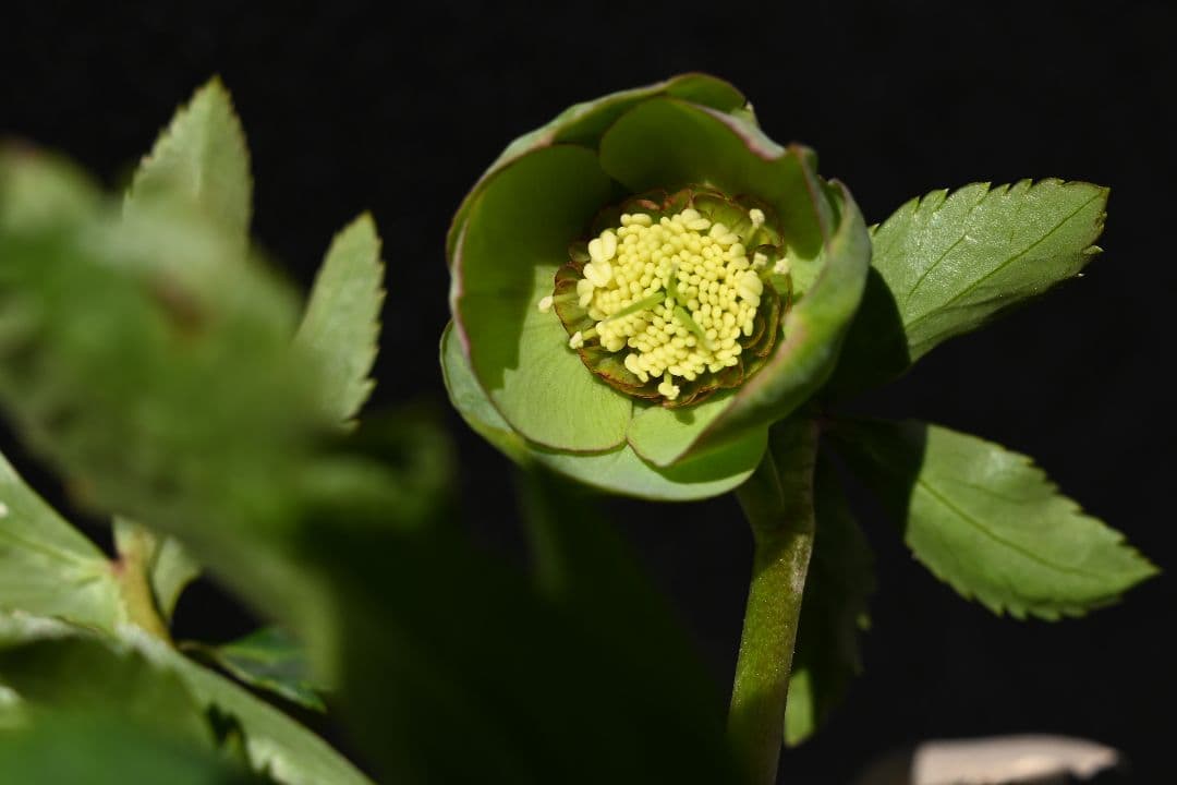 クリスマスローズ　訳あり認定Wild　Collection　加藤農園