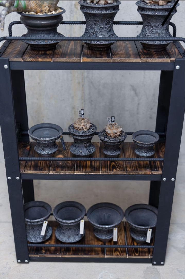 男前インテリア　植物棚　棚　収納　国産桧　ディスプレ　アガベ　塊根植物 922