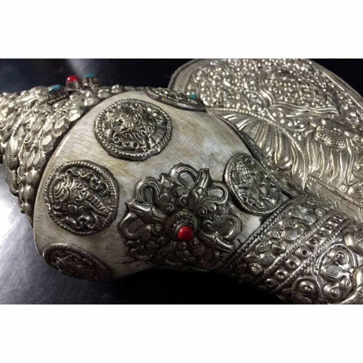 ◆チベット密教法具　法螺貝（シャンカ）-BS