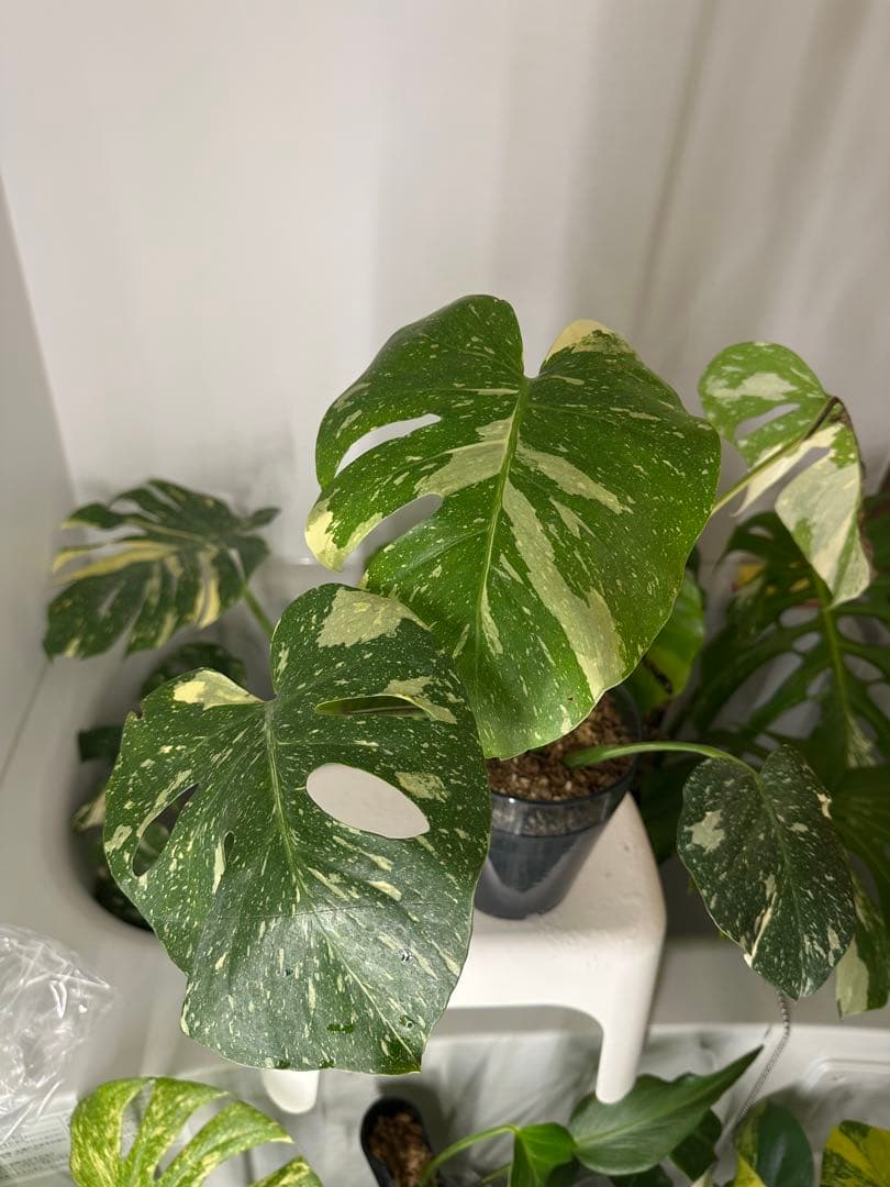 モンステラデリシオーサクリームブリュレ5号鉢 中株