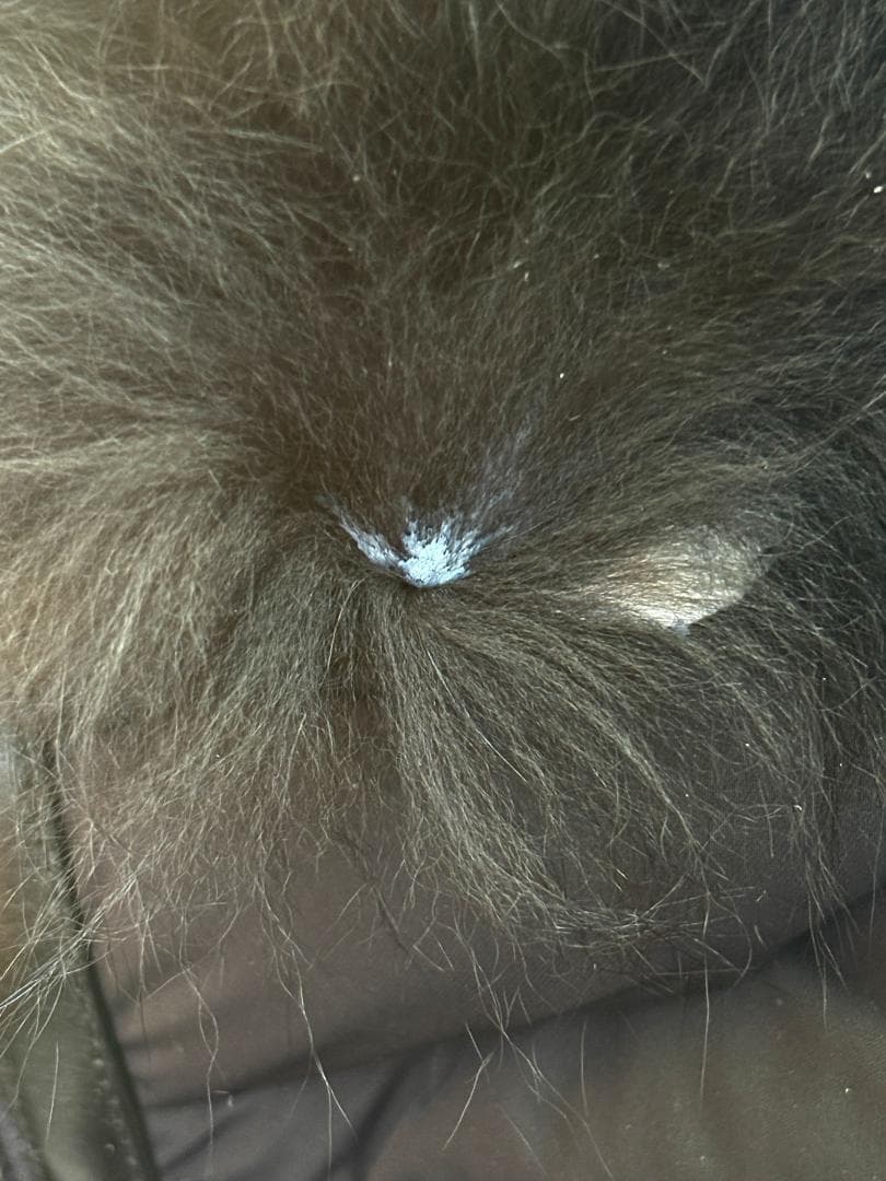 【週末まで値下げ】マッカージュ カーラ ダウン Mackage CALLA