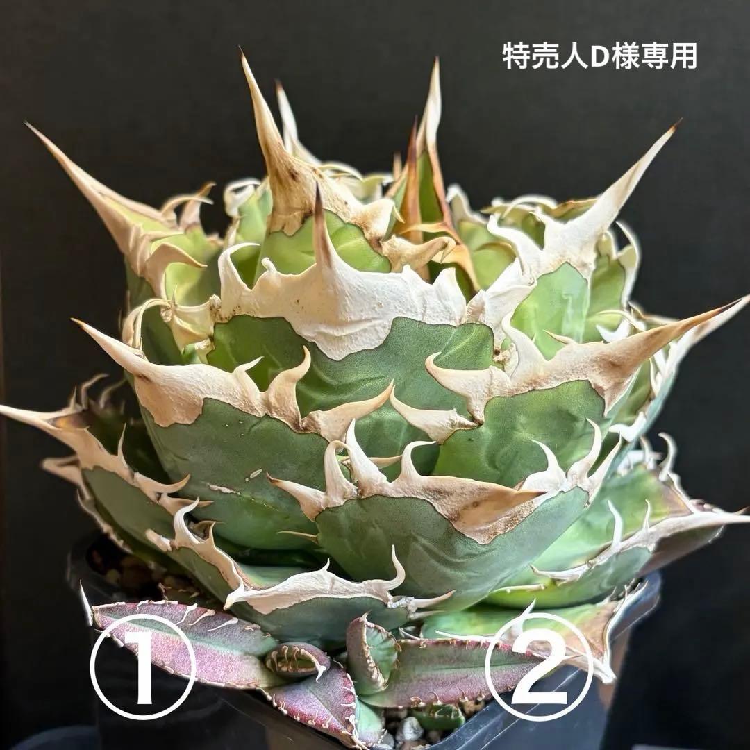 アガベ Agave / OAXACA