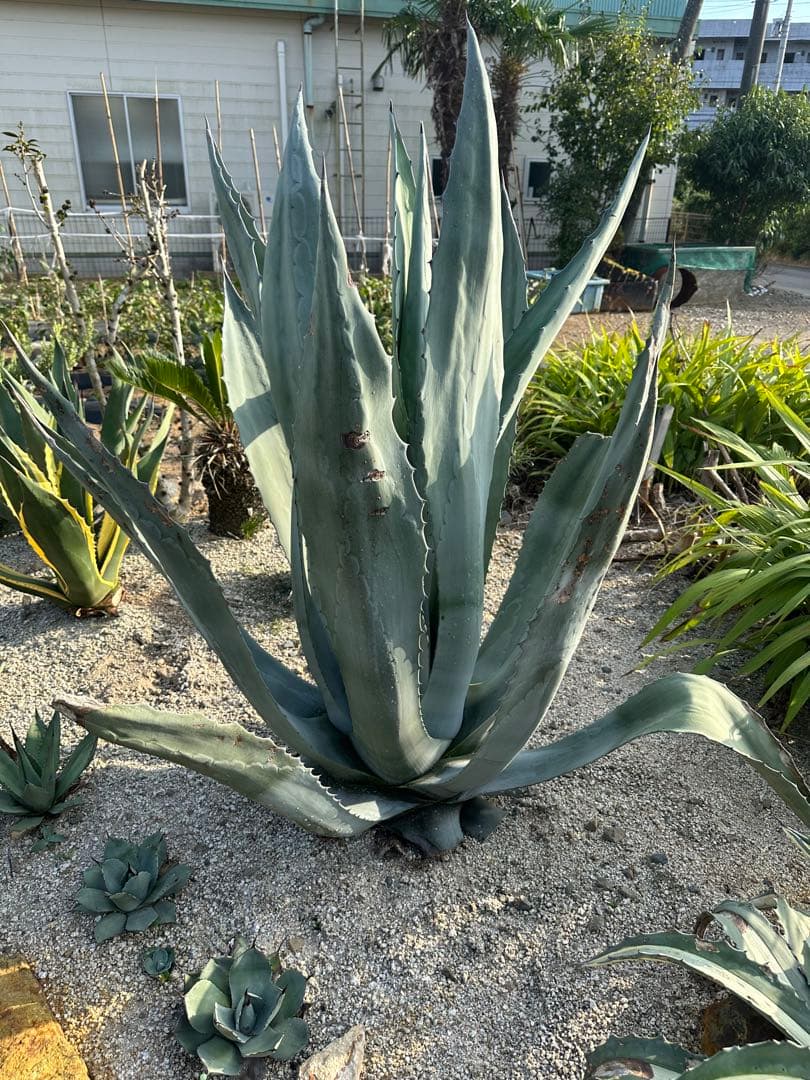 特大　選抜アメリカーナ　130cm 子株多数　芯太