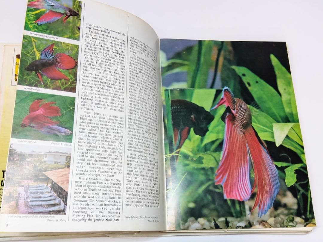 k*i様 希少古書 1972年～ テトラ 世界のアクアリウム情報誌 創刊号 No