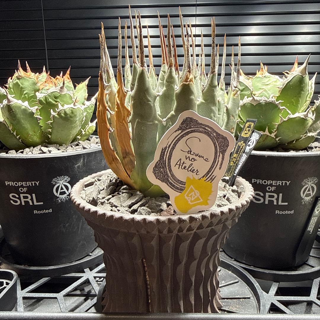 エボリスピナ　現地球　発根済