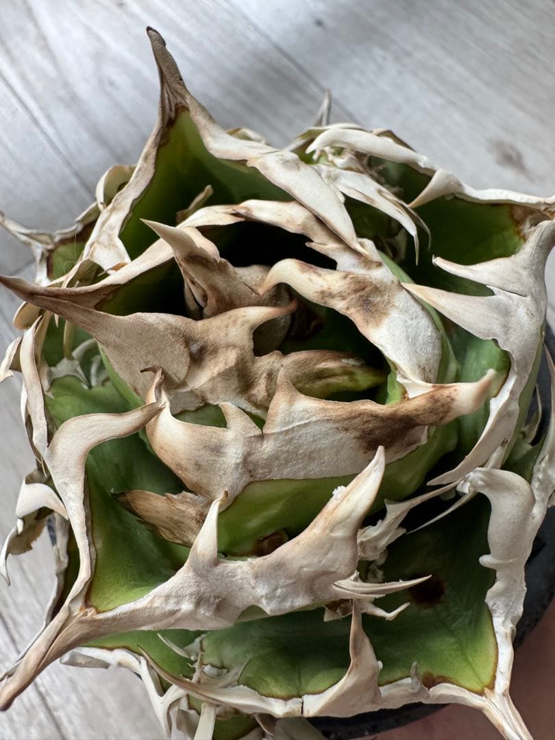 ジュン　アガベ　チタノタ　コック cok cg01 追星　親株