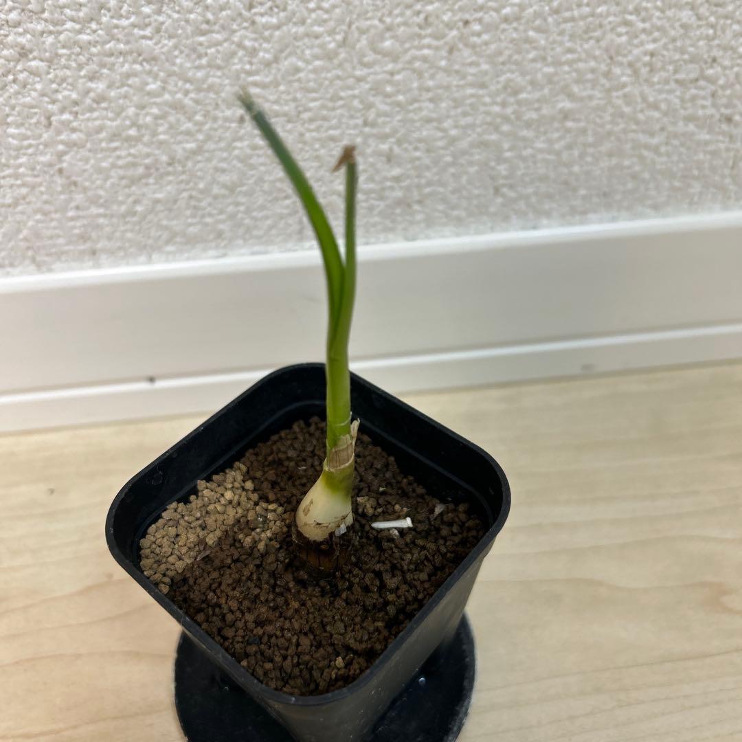 【激レア】ブーファン　ハエマンソイデス×ディスティチャ交配10 11 3株まとめ