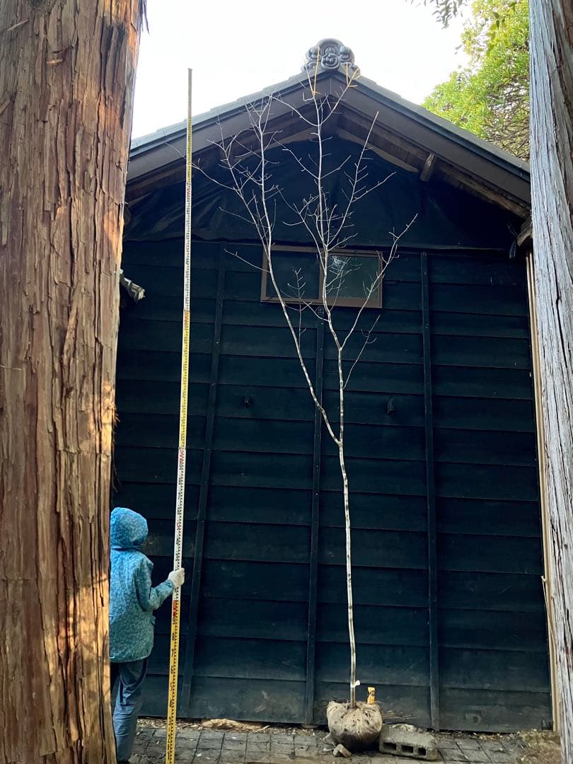 82 山採り　アオダモ