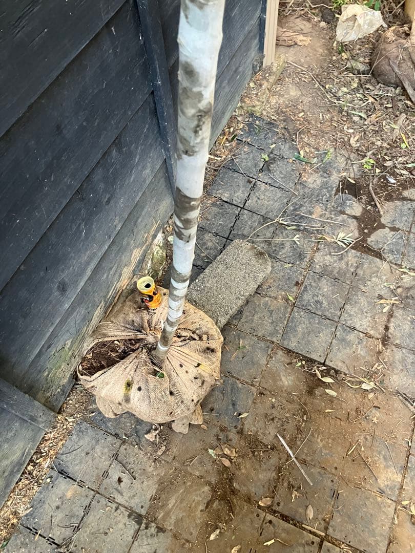 82 山採り　アオダモ