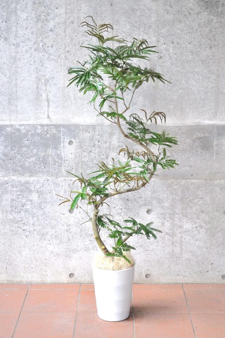 エバーフレッシュ 151cm8号 S-shaped tree form