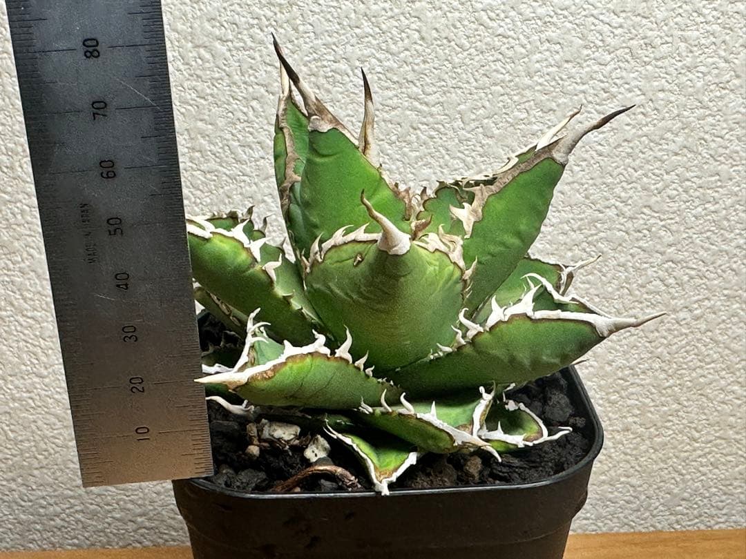 アガベ チタノタ 白嵐 極上株