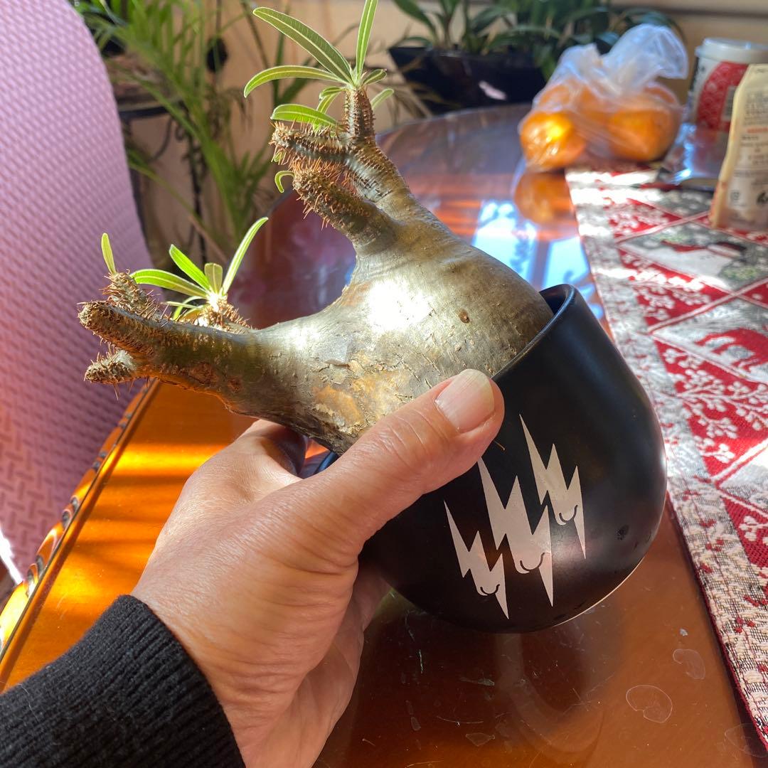 グラキリス 現地球