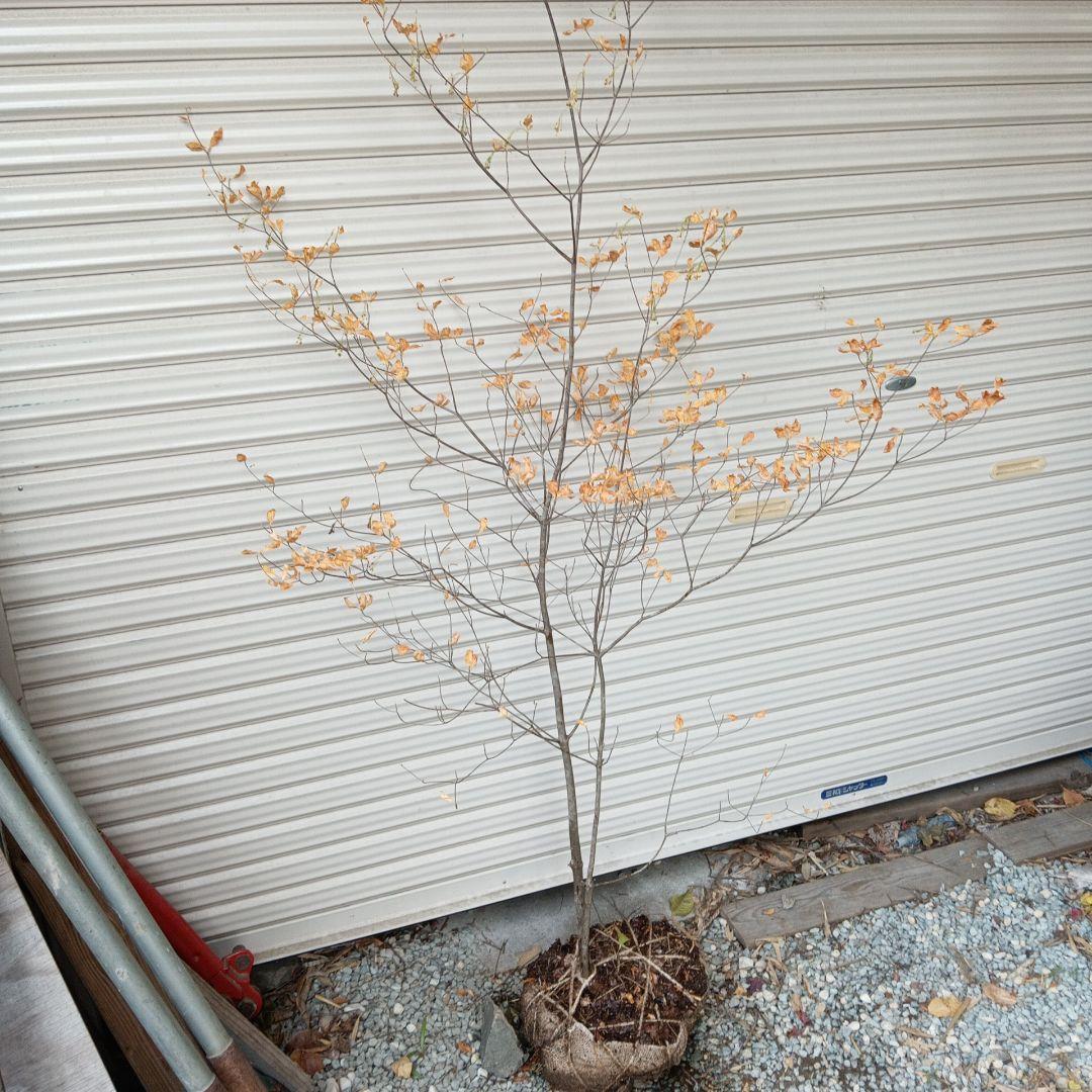 アブラツツジ　山採り　②