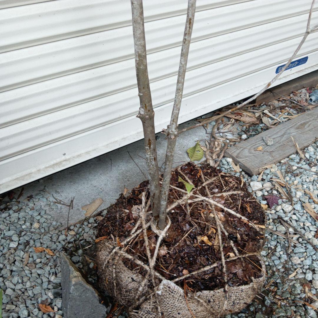 アブラツツジ　山採り　②