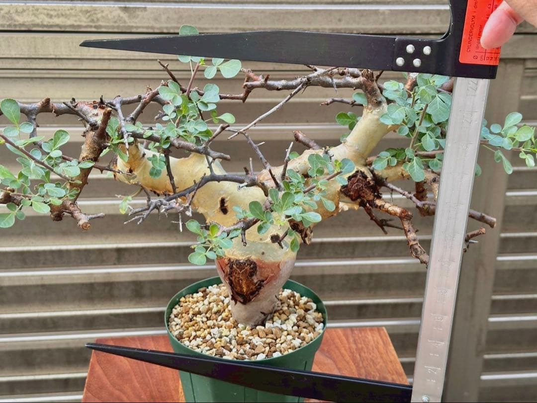 コミフォラ カタフ ターカネンシス 大株 良形 コレクション