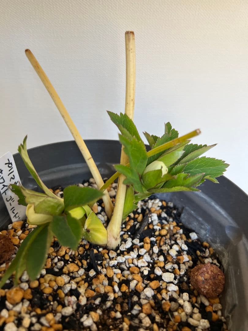 クリスマスローズ苗　プリマヴェーラホワイトゴールド　ラージsd　星型に開くタイプ