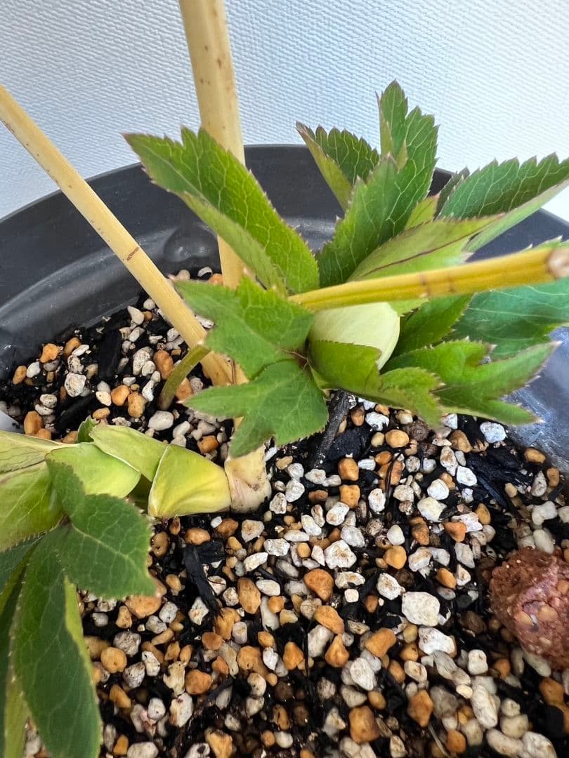 クリスマスローズ苗　プリマヴェーラホワイトゴールド　ラージsd　星型に開くタイプ