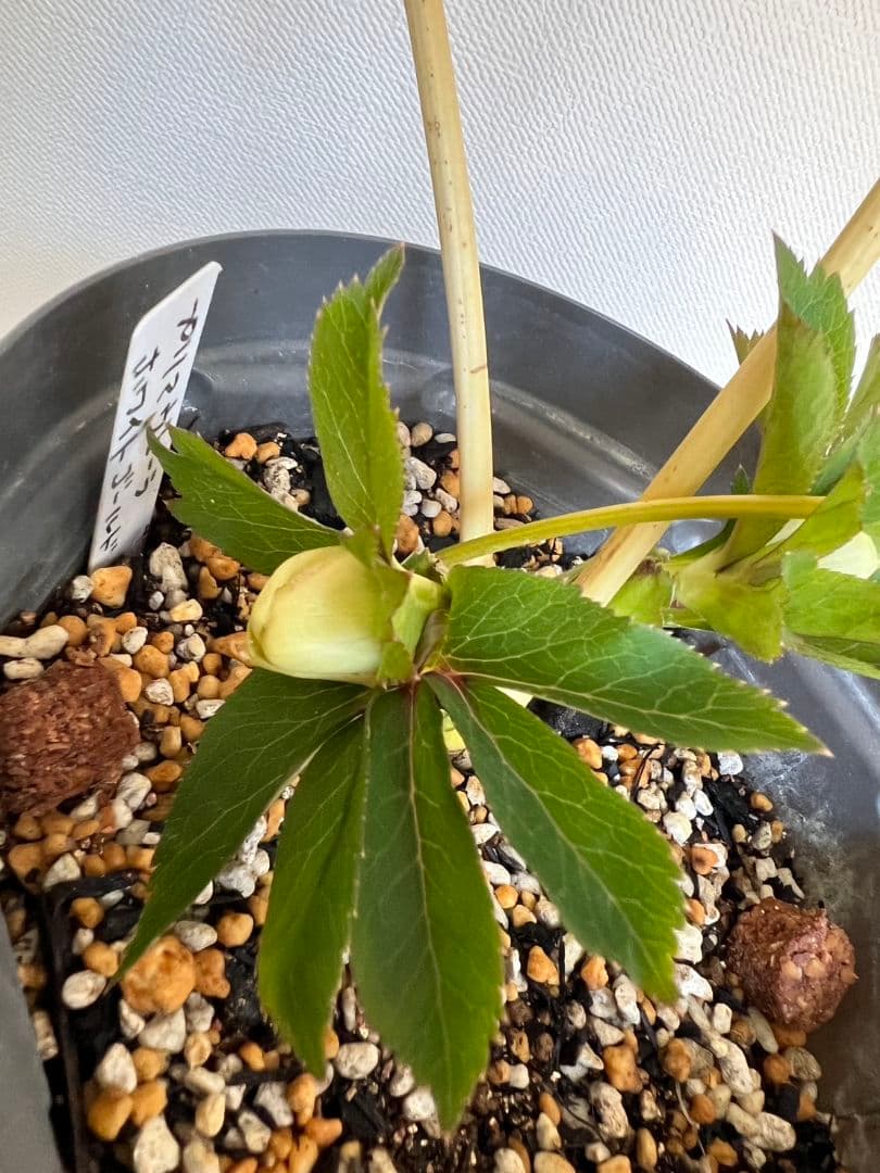 クリスマスローズ苗　プリマヴェーラホワイトゴールド　ラージsd　星型に開くタイプ