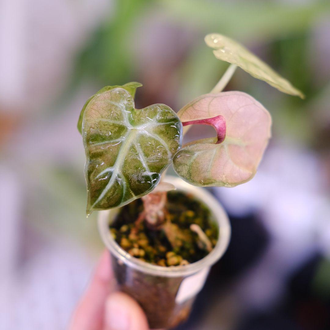ALOCASIA HEART BALLON PINK VARIGATED②