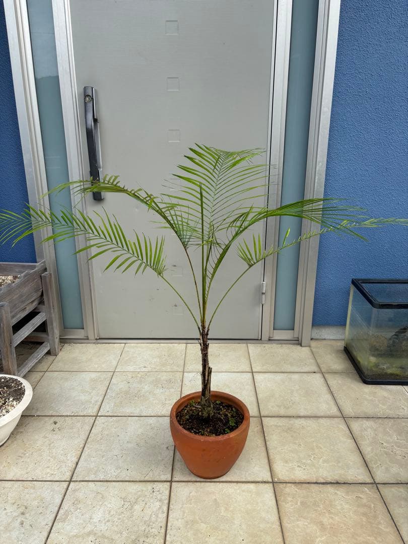 ヒメヤシ約100cm 8号　現品