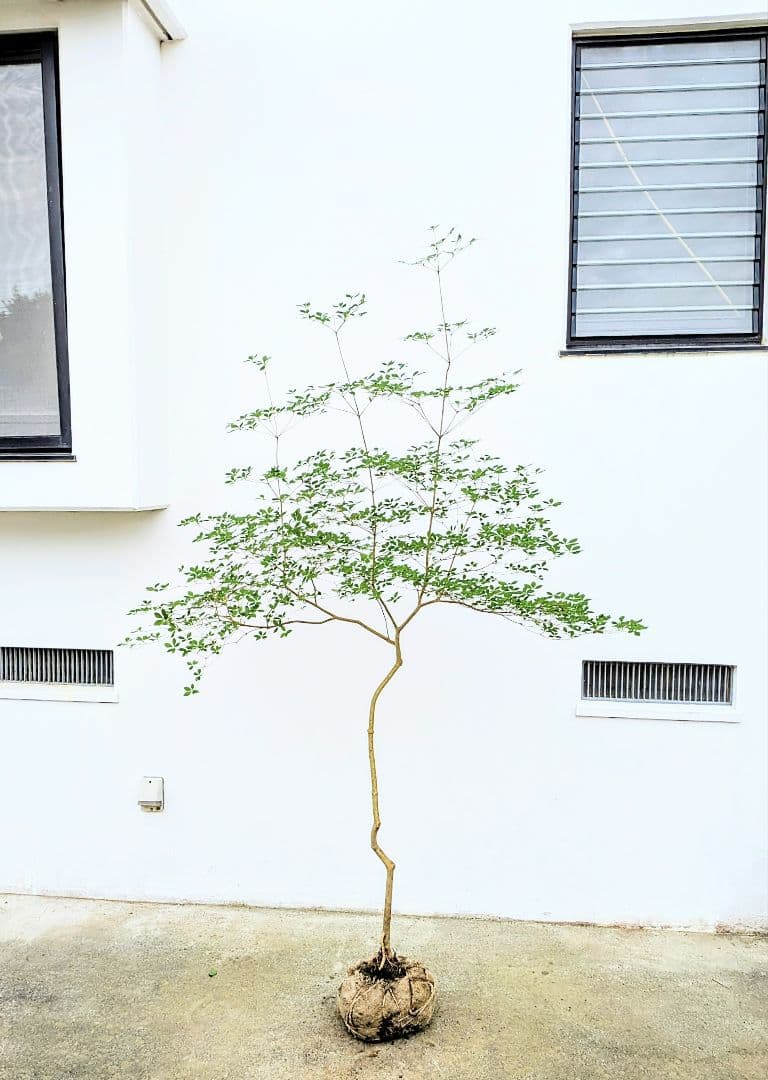 唯一。山採りドウダンツツジ。