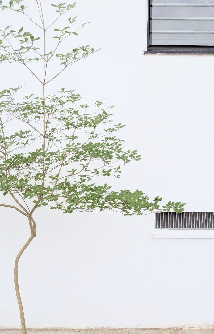 唯一。山採りドウダンツツジ。