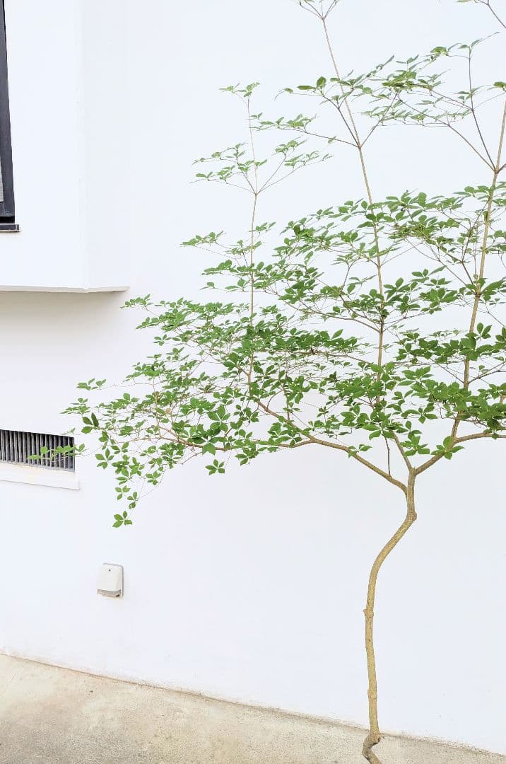 唯一。山採りドウダンツツジ。