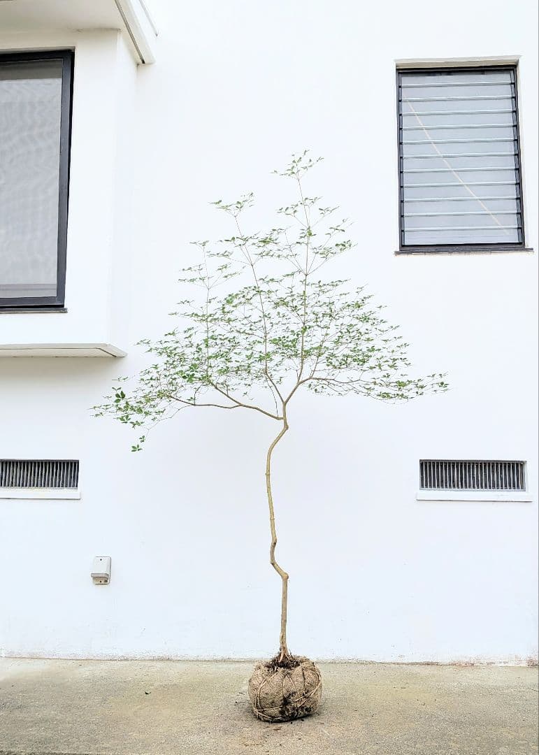 唯一。山採りドウダンツツジ。