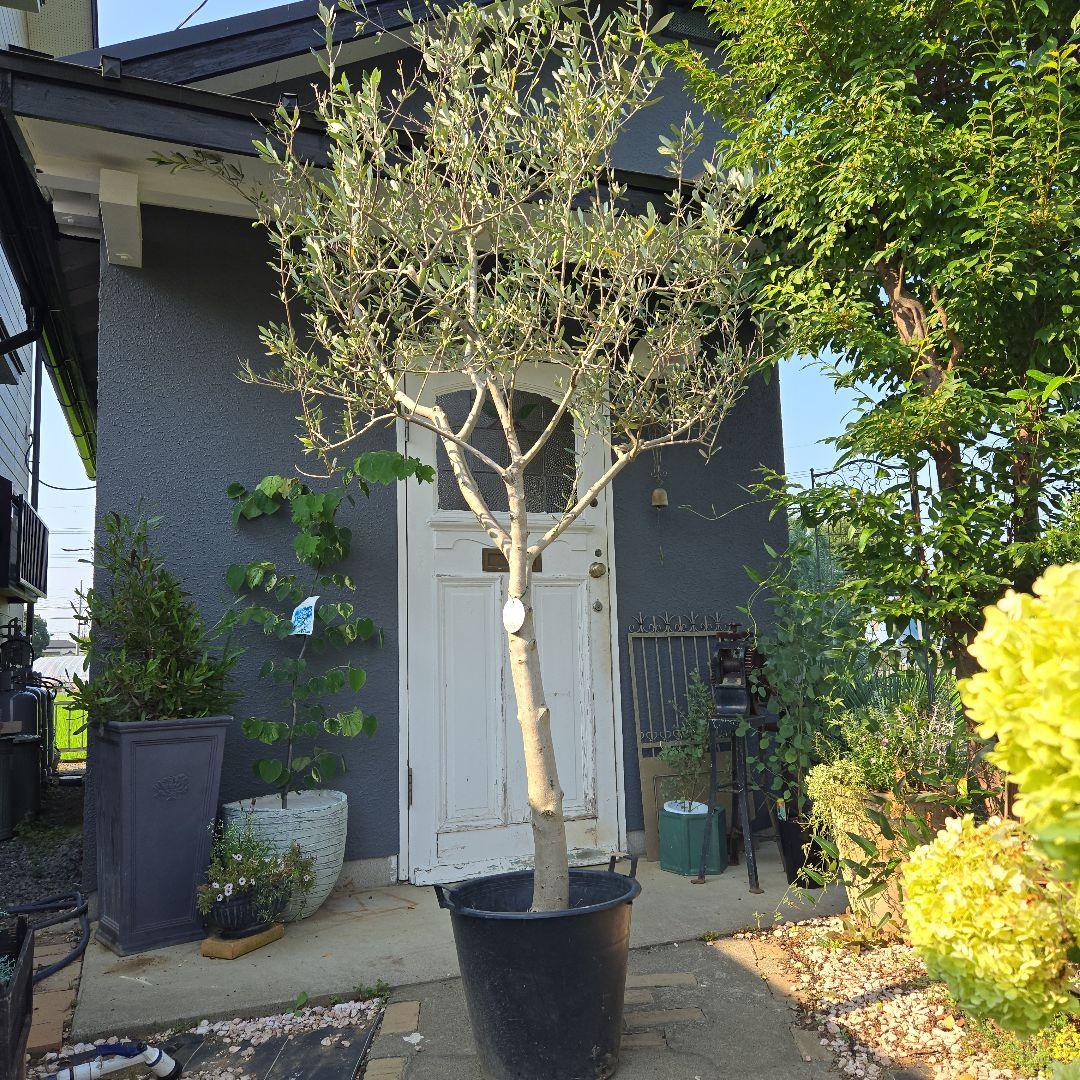 とりオリーブの木　【ルッカ】15号　特大苗木最高等級