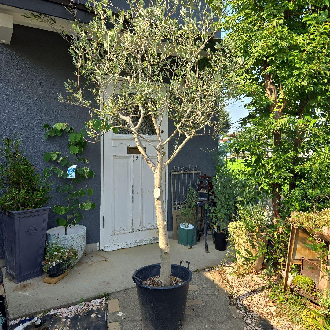 とりオリーブの木　【ルッカ】15号　特大苗木最高等級