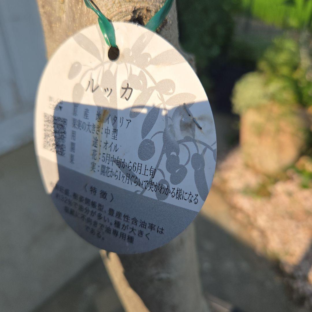 とりオリーブの木　【ルッカ】15号　特大苗木最高等級