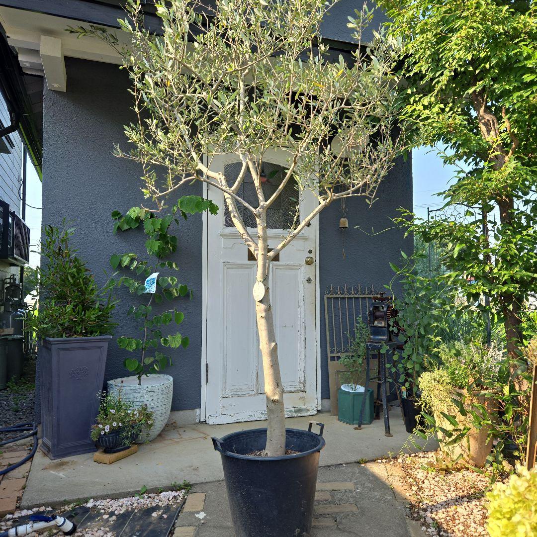 とりオリーブの木　【ルッカ】15号　特大苗木最高等級