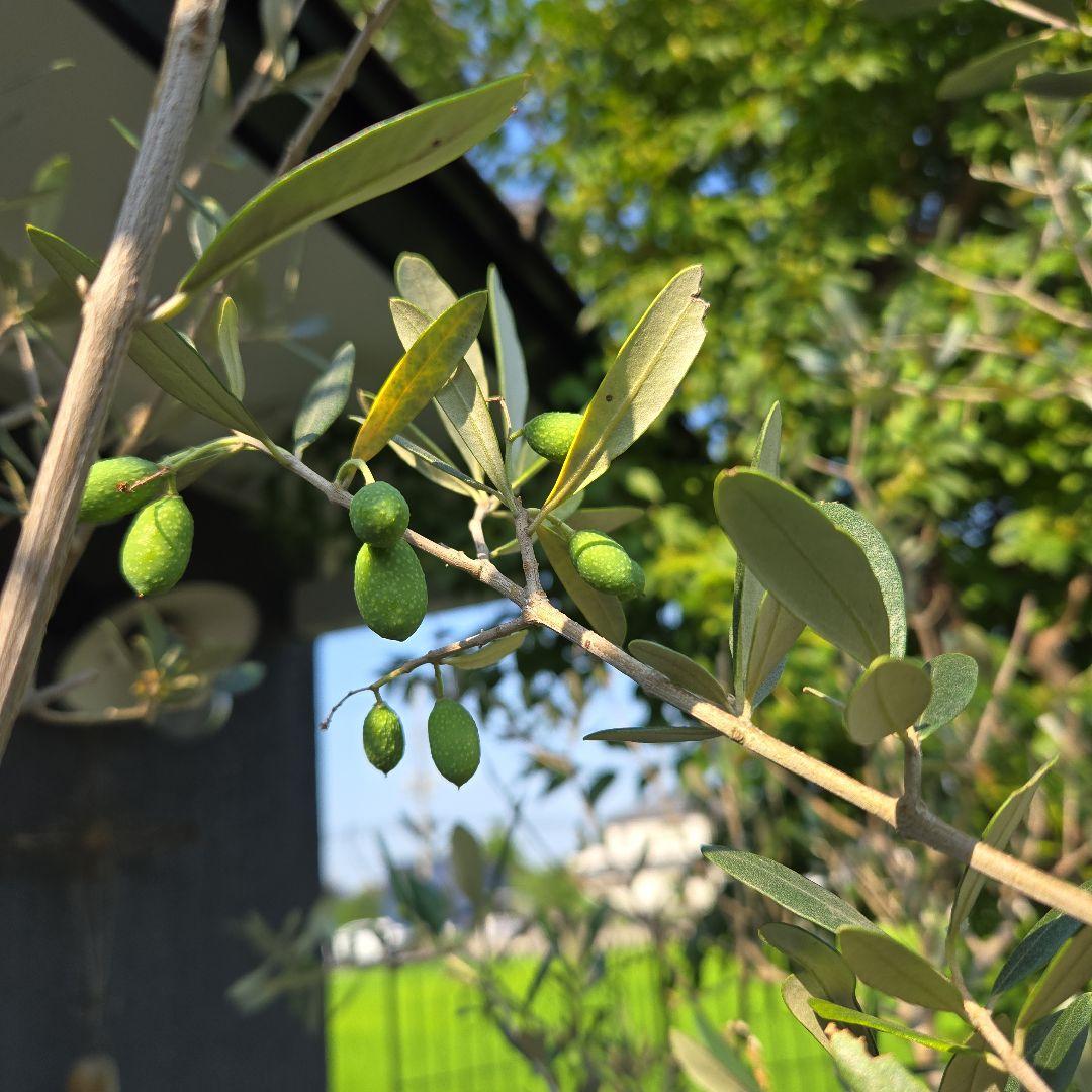 とりオリーブの木　【ルッカ】15号　特大苗木最高等級