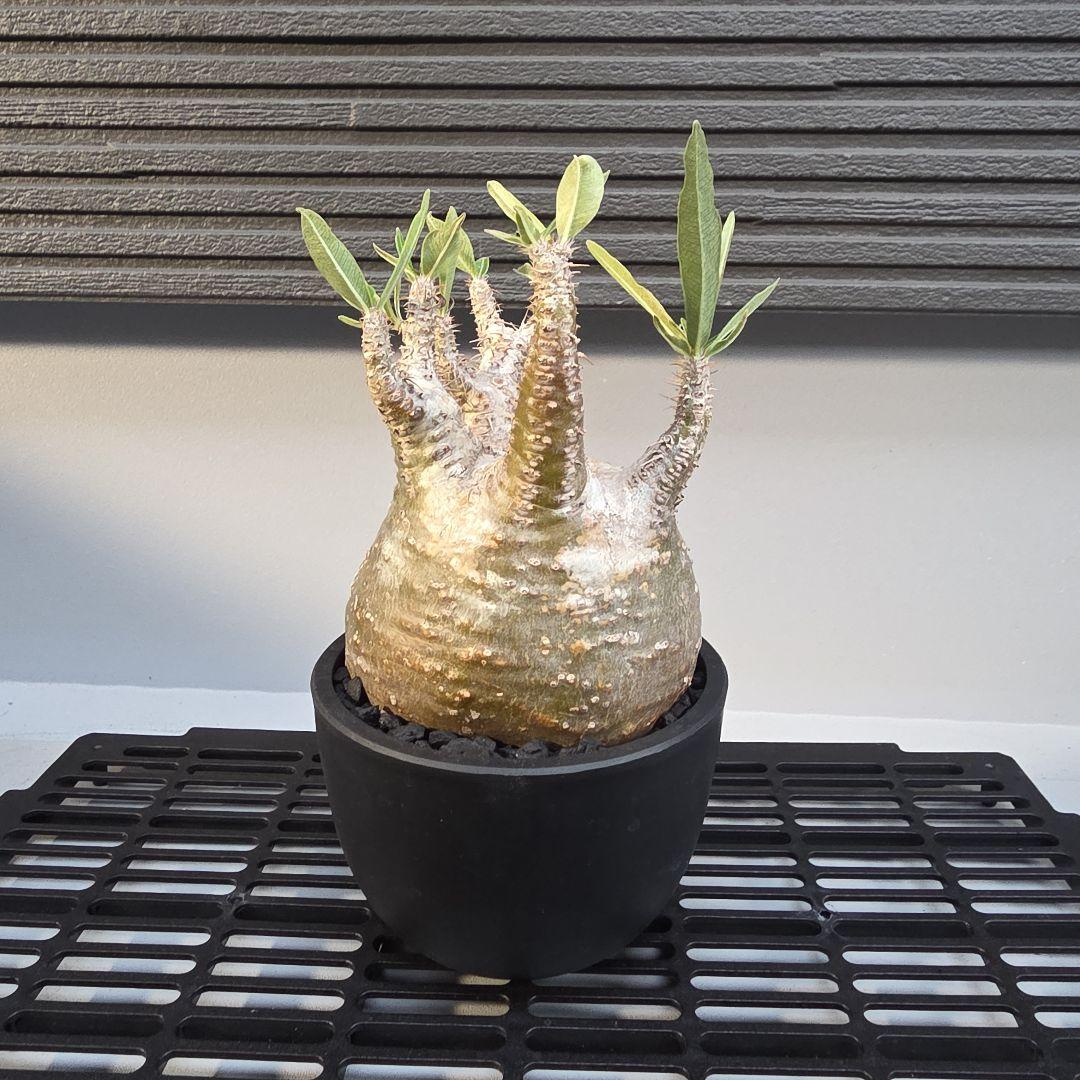 パキポディウムグラキリス コンパクトサイズ 手乗り 塊根植物