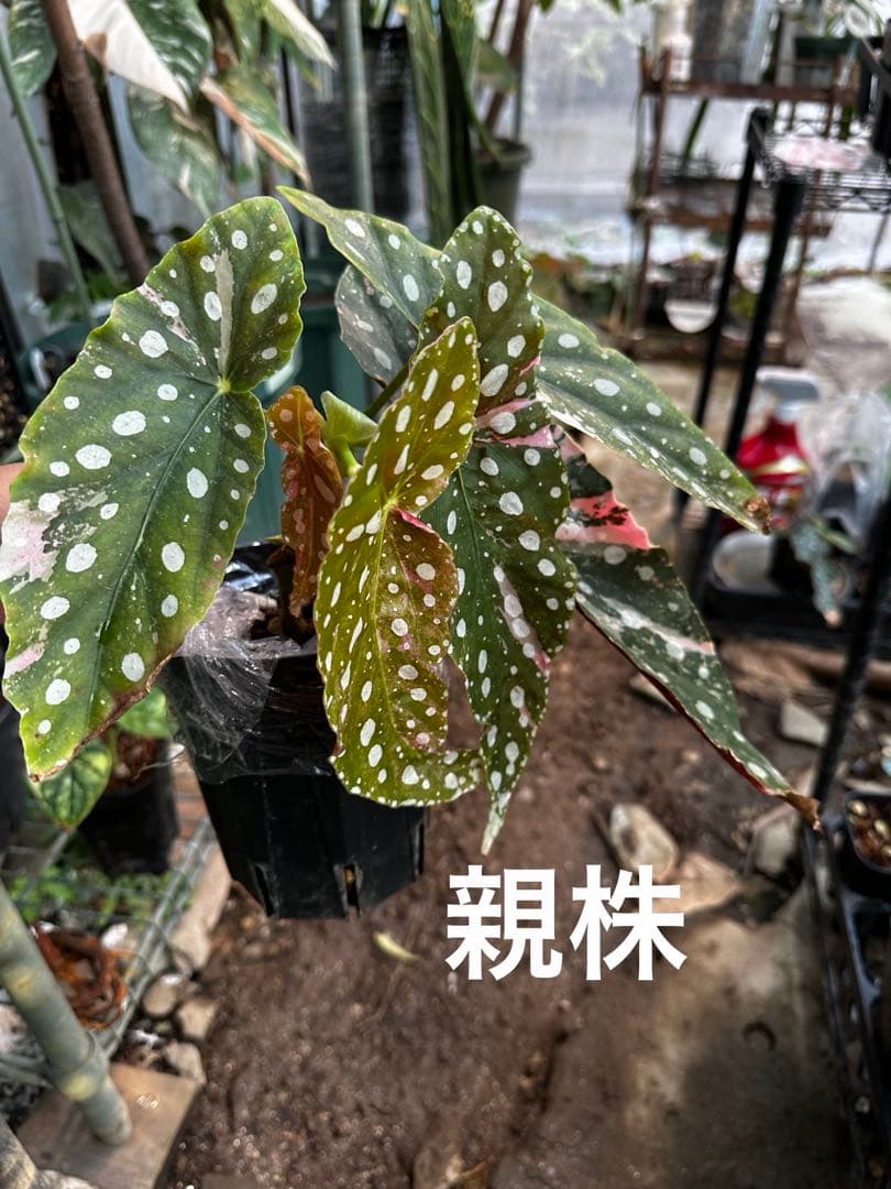 【希少】発根済 挿し木苗 ベゴニア マクラータ 斑入り