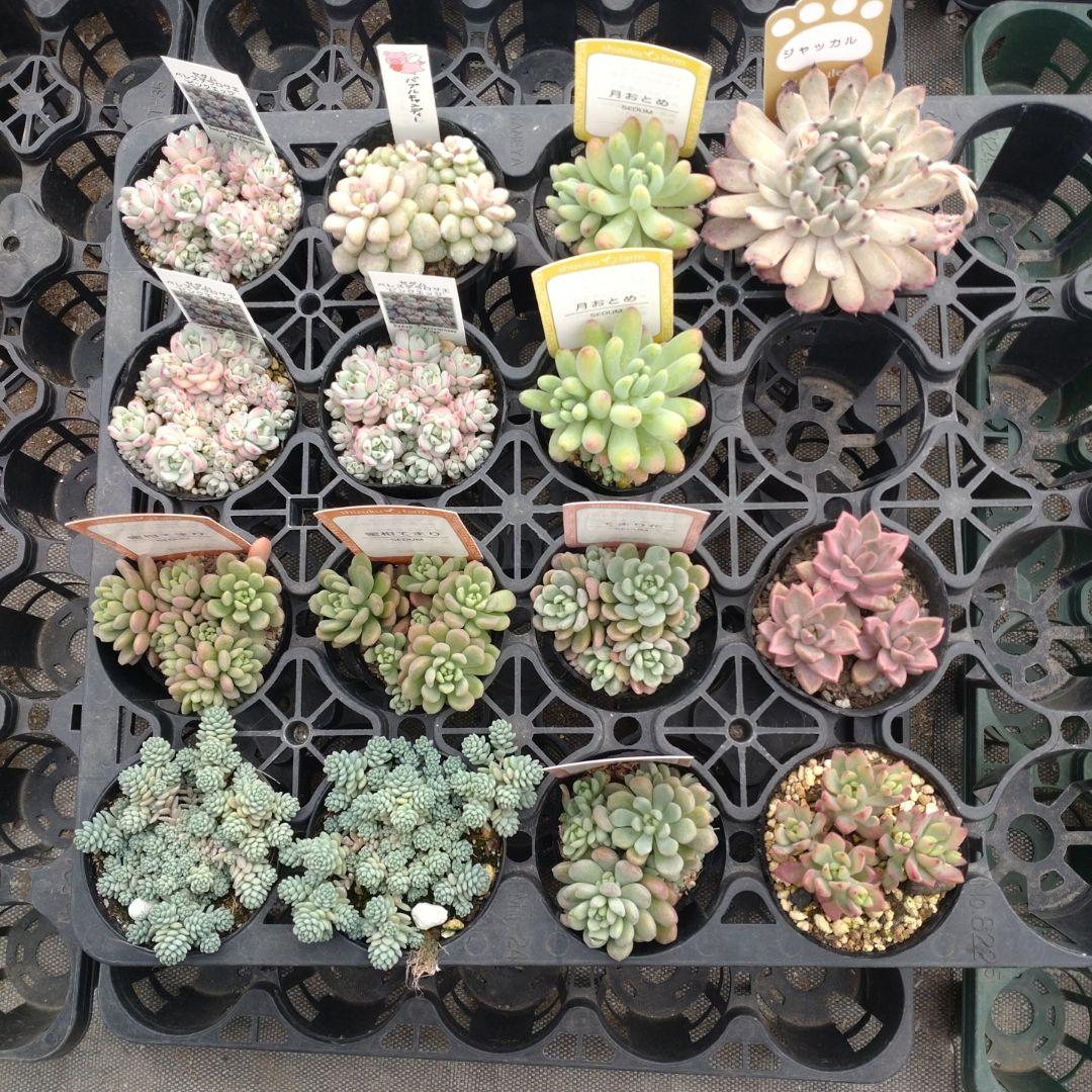 追加検討中 あるにかさん専用