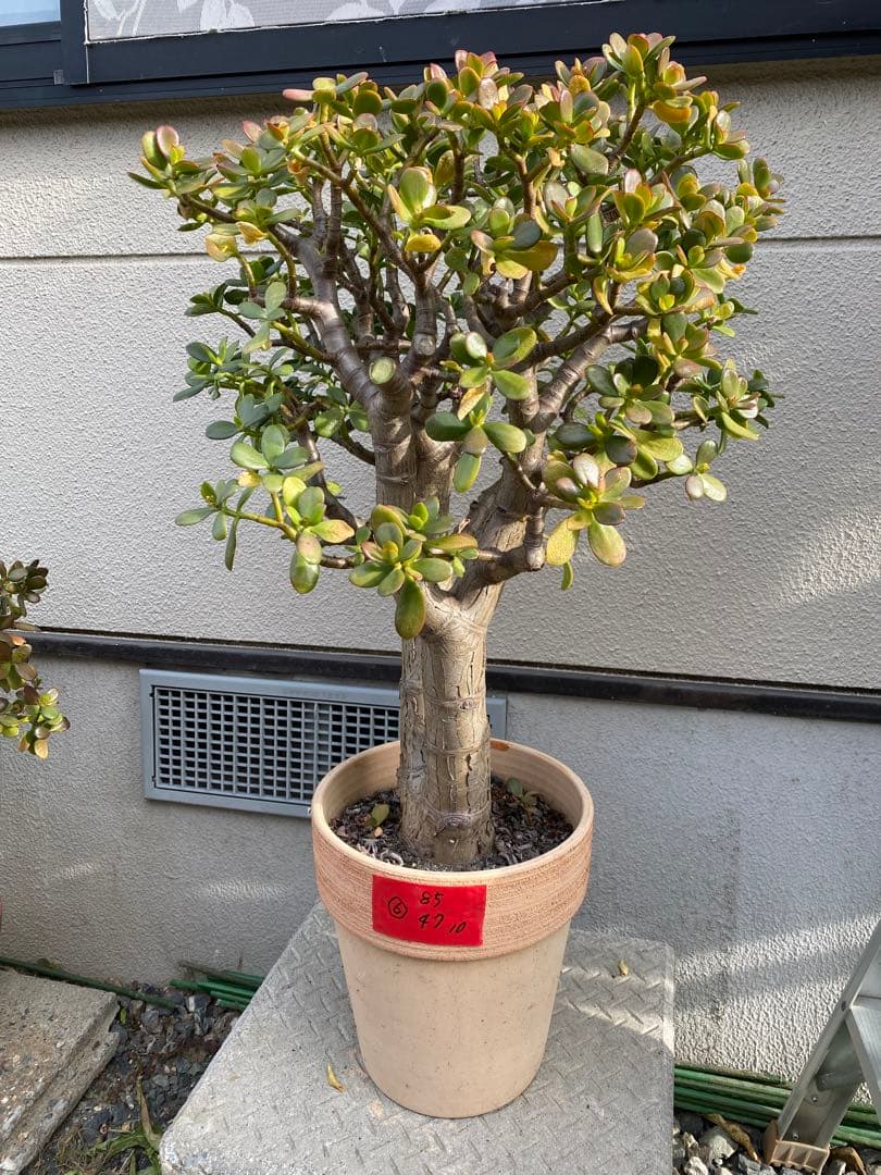 ⑥金のなる木（花芽付き）極太