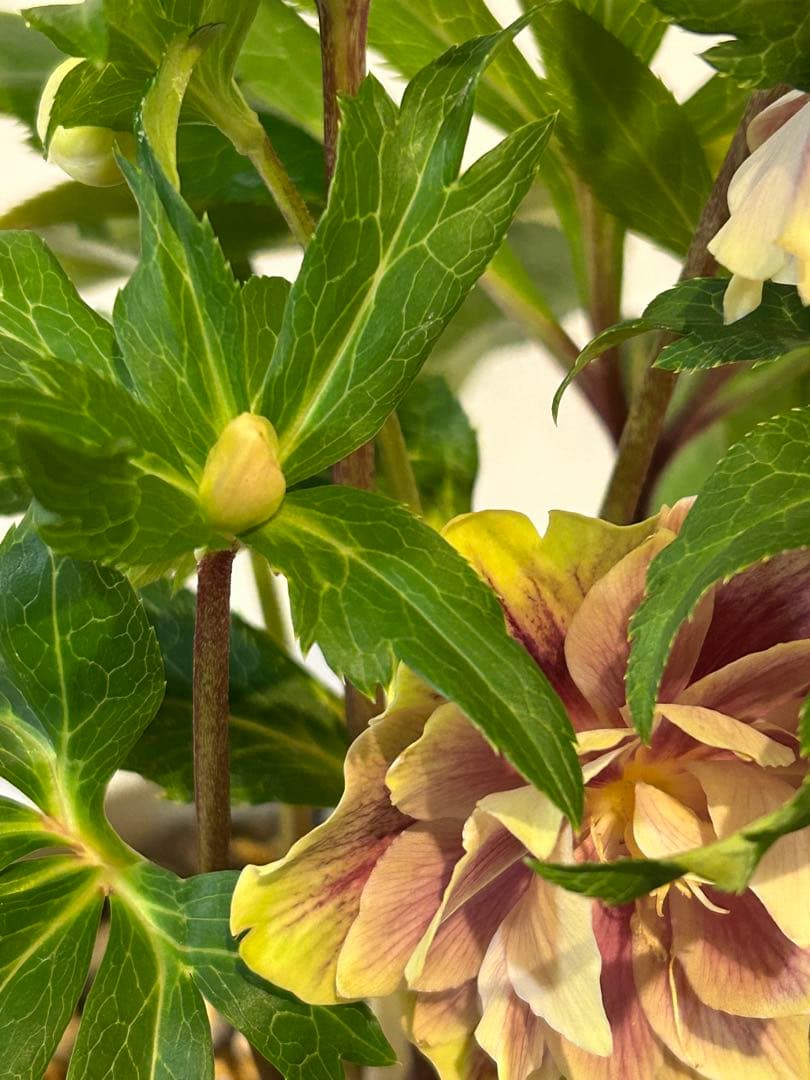 衛*様 クリスマスローズ開花株　ソレイユ　認定札付き